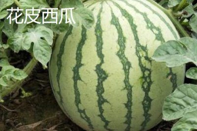 西瓜有哪些常见品种,包括麒麟瓜、黑美人瓜、无籽西瓜等种类