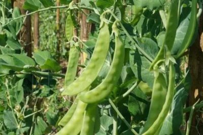 荷兰豆什么时候种植,分为春秋两季播种