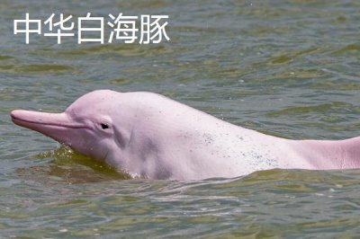 海豚是什么动物,是哺乳动物