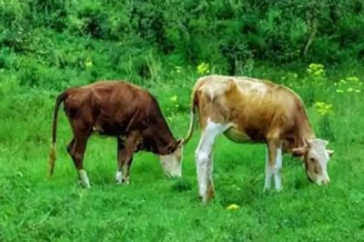 养一头牛一年的纯利润，利润为5700-5900元左右