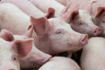 猪口蹄疫会不会传染给牛,会传染给牛