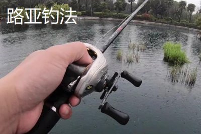 容易让鲈鱼上钩的饵料,河虾是鲈鱼的主要食物