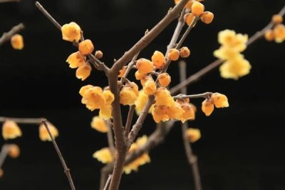 哪些花卉不怕晒,包括向日葵、茉莉花、碗莲等品种