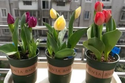 郁金香可以送给什么人，可以送老婆、女朋友等