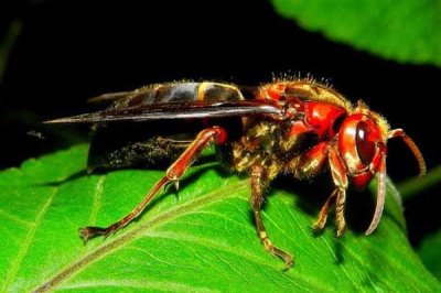 虎头蜂蜇人后自己会不会死,蜇人后自己是不会死