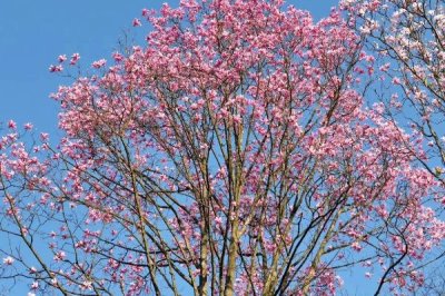 辛夷怎么繁殖,可采用播种、扦插等方法