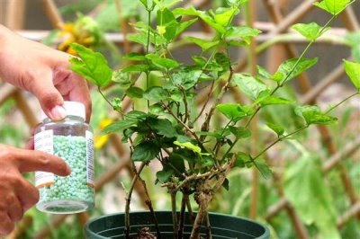 茉莉花茶的产地,主要生产于福州、元江、横县等地