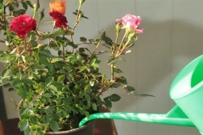 玫瑰花怎么种植，盆土要求疏松透气、排水良好