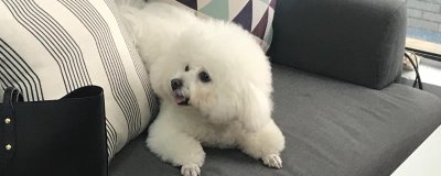 卷毛比熊犬的食物,注意不要喂太多