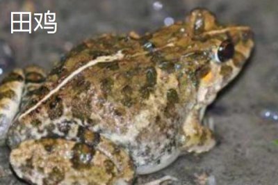 青蛙和田鸡的区别,都可以养殖