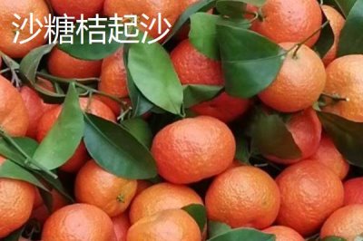 沙糖桔的鉴别方法,成熟后表皮呈金黄色、剥皮时容易折断