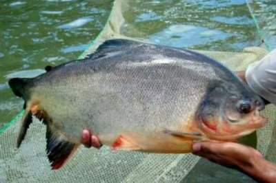 红鲳鱼的产地,红鲳鱼产自美洲