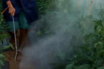 番茄定植就黄头如何解决,可采取拔除病株、增施有机肥等措施