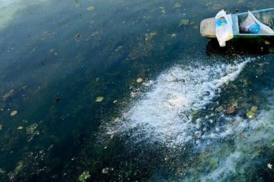 花鳗鱼的价格,一斤需要6-8元左右