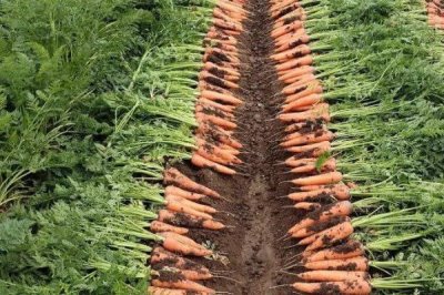 胡萝卜收获及储藏注意事项，新鲜胡萝卜适合窖内储藏