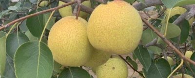 山西省祁县的特产，祁县酥梨誉为果中一绝