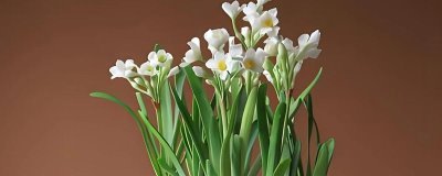 水仙花的花语，寓意纯洁善良、甜蜜爱情等
