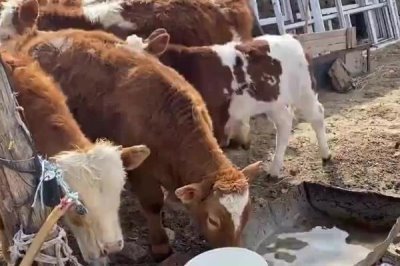 牛犊拉黄稀屎怎么处理，可根据体重喂敌百虫