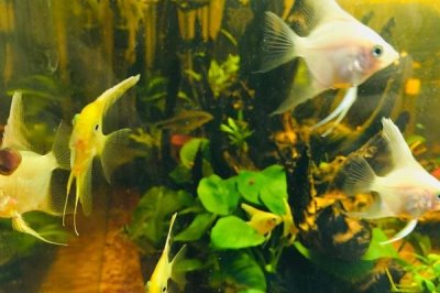 小燕鱼的养殖方法,不能在草缸里养