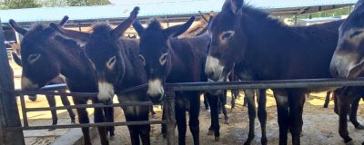 德州驴怎么育肥,一般育肥3-5个月