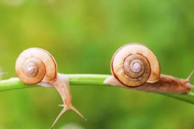 蜗牛的天敌,鸡、鸭、鸽子、老鼠等动物都是其天敌