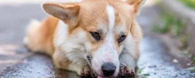 狗狗上火了怎么办，可以给它多喂水