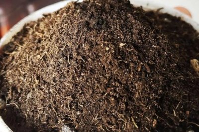 长寿花夏天可以扦插吗，长寿花在夏天可以扦插