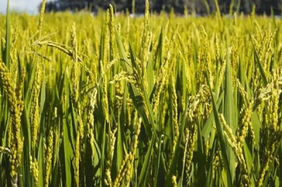 北粳1705水稻种子简介,生育期157天