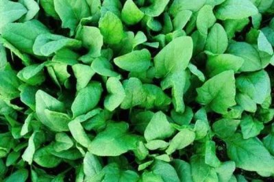 菠菜的生长过程介绍，包括萌芽、幼苗、生长和抽重期