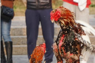 河南斗鸡简介,羽色通常主要以青色、红色、白色为主