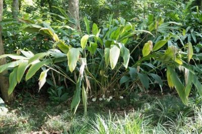 豆蔻的种植方法,可播种育苗也可分株育苗