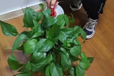 让绿萝两天爆盆的方法，放在光线明亮处充分接受光照