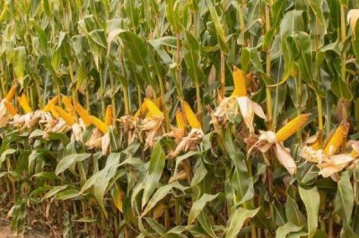 金苹618玉米种简介,生育期127天左右