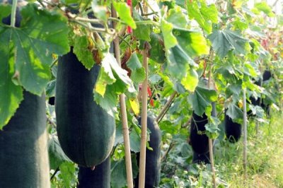 冬瓜的种植时间,适合在2-3月份和6-7月份种植