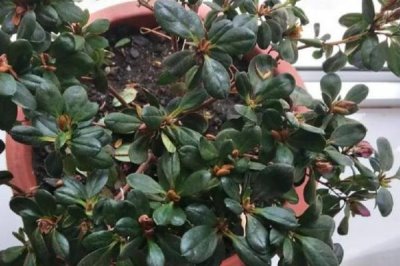 杜鹃花何时换盆及注意事项，换盆后要放置在半阴处