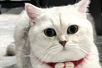 猫为什么会得湿疹,接触过敏性物质、过分舔毛等均会导致