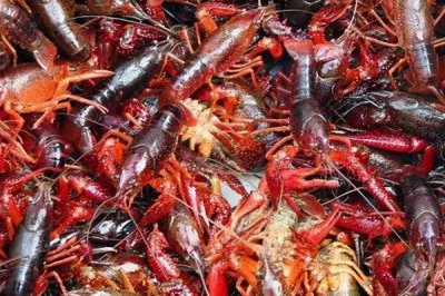 小龙虾缺氧原因以及怎么解决,可能是密度过大、水质过肥等因素所导致