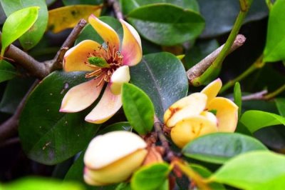 含笑花为什么会干枯,高温暴晒、土壤板结等因素均会导致植株干枯