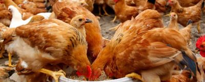 鸡一天下几个蛋，一天可下1-2枚鸡蛋