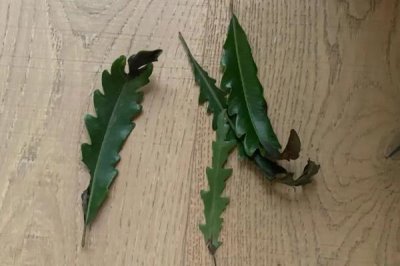 怎么养孔雀木，适宜的生长温度为18-28度