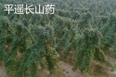 山西晋中市的特产，是国家级文化生态保护实验区