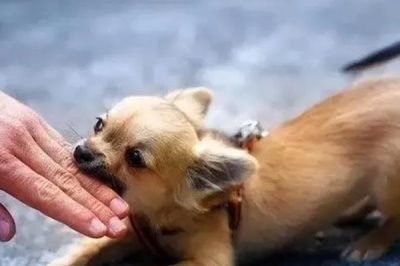 狗狗爱咬东西有哪些原因,可能处在磨牙期