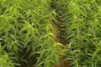 水蜜桃的种植技术,基肥提倡冬肥秋施