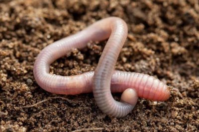 怎么钓鲮鱼,台钓法是常用的钓法