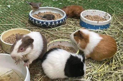 豚鼠适合养一只还是一对，属于群居动物养一对能防止孤单