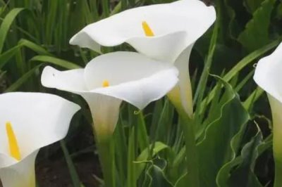 马蹄莲的养殖注意事项，施肥时肥水不可浇在叶片上