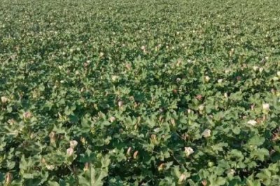 怎么避免棉花疯长,可喷施缩节胺、助壮素等药物