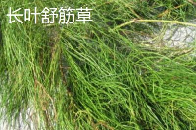 凤尾蕨的种类，种类繁多各具特色