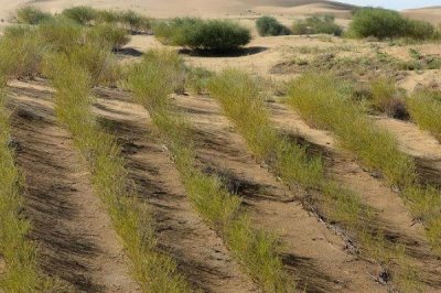 沙漠种树的注意事项,要选择合适的树种