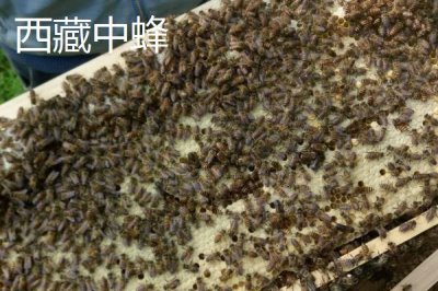 中蜂的品种,群势大小不一